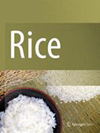 Rice杂志